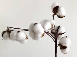 Organic Cotton fabric